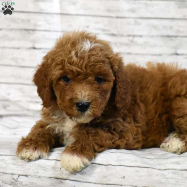 Toby, Mini Goldendoodle Puppy